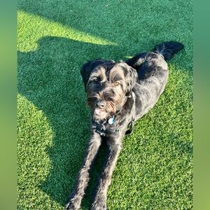 SILENT SHARE SHOW FLYER